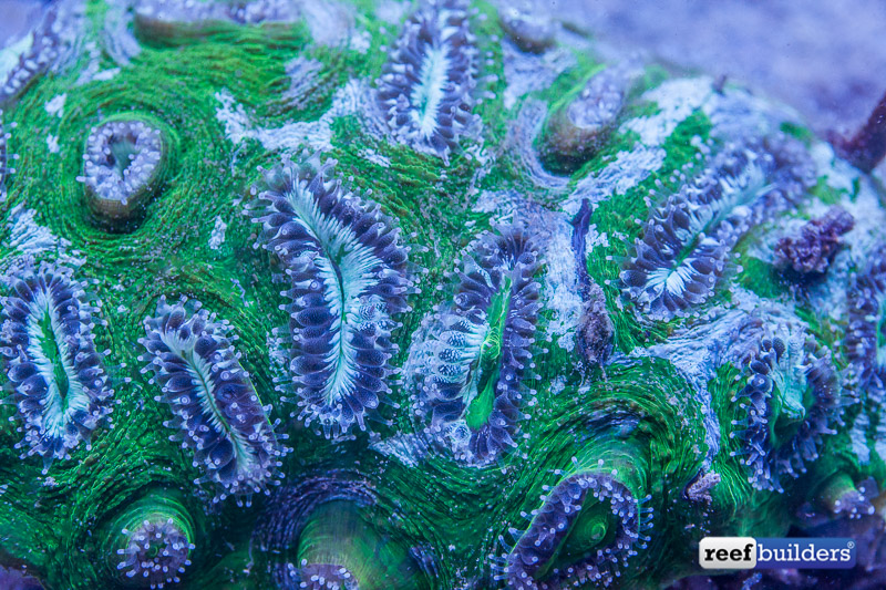 Beginner Tips For LPS Corals, Reef Builders