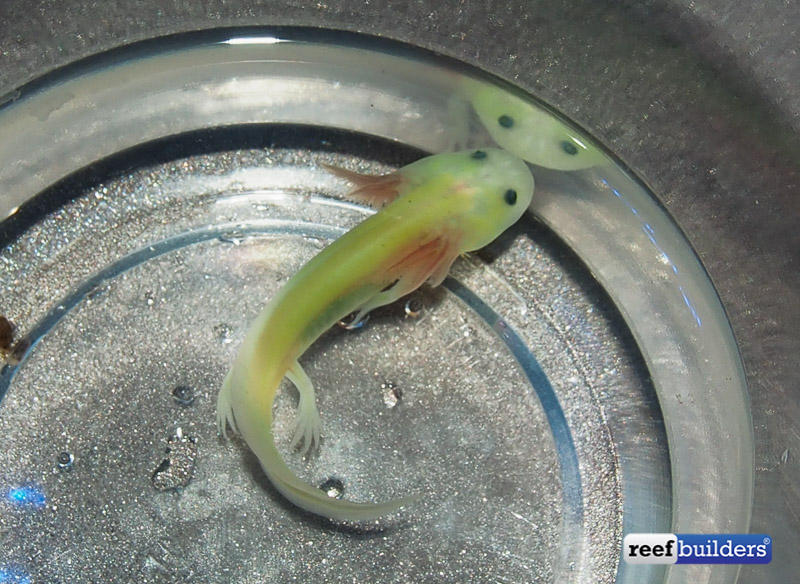 Fluorescent green axolotl is a curious oddity for MACNA Reef Builders