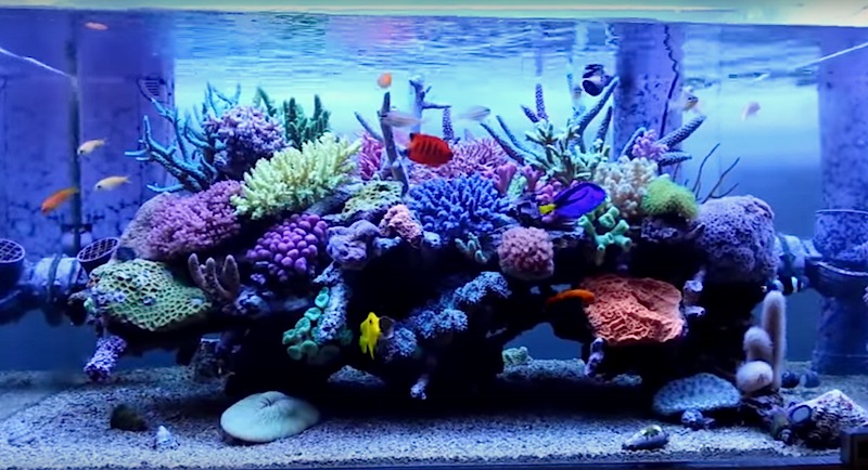 Netjes Wereldwijd Literatuur Mizune has a perfect little reef tank | Reef Builders | The Reef and Saltwater  Aquarium Blog