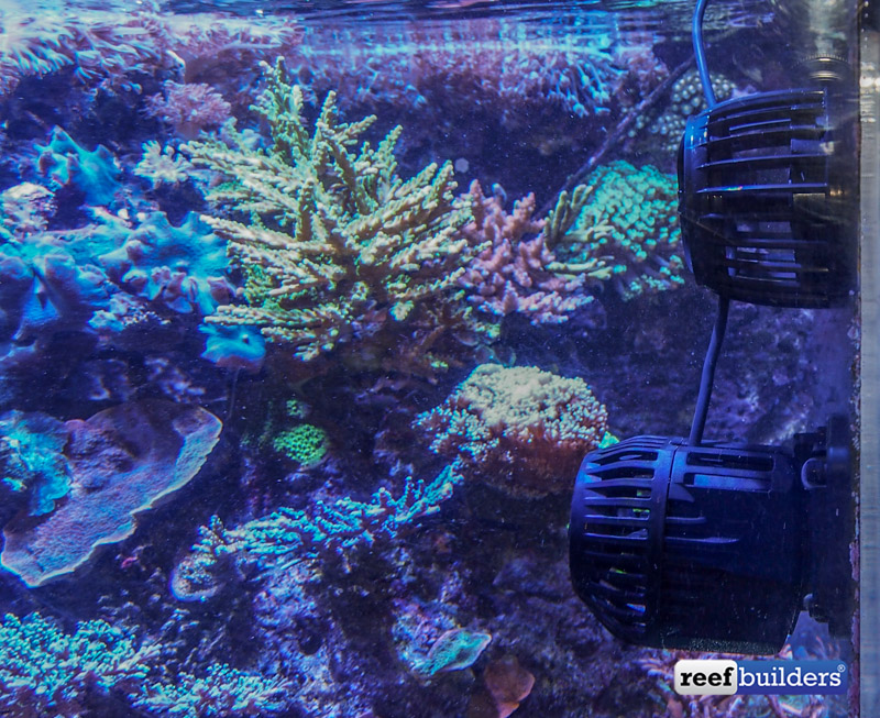 Neptune WaV pump, hands on and first impressions Reef Builders The