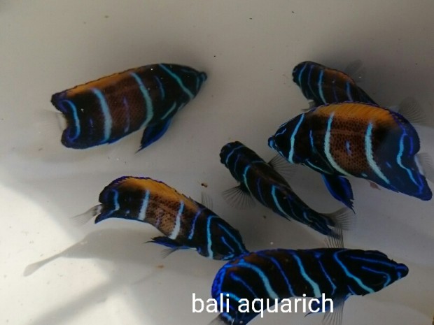 Captive bred majestic angelfish revealed by Bali Aquarich | Reef ...