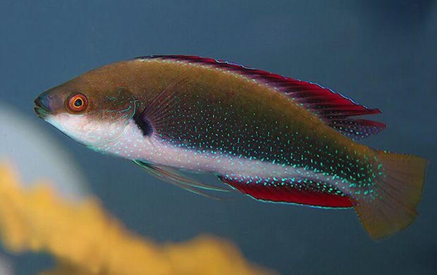 3.2 Fairy Wrasses: The temminckii group | Reef Builders | The Reef and ...