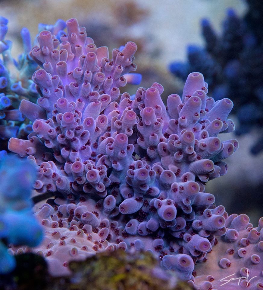How to grow the most colorful SPS corals | Reef Builders | The Reef and ...