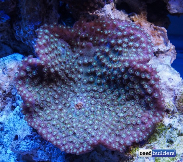 Highlighting some coral gems at Titan Corals | Reef Builders | The Reef ...
