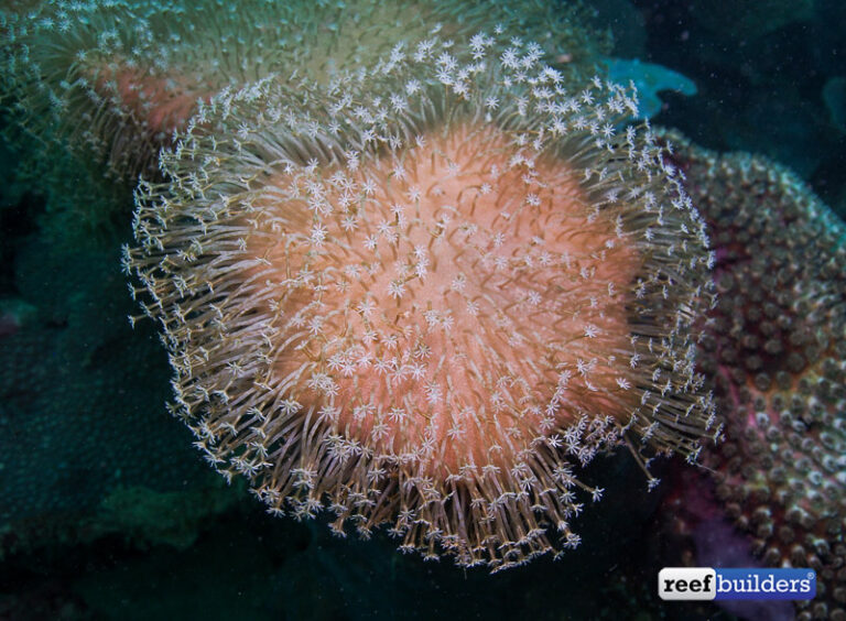 Get to know the leather corals Sarcophyton, Lobophytum and Sinularia