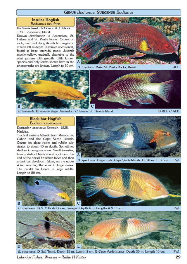 Get the “Wrasse Bible” for $119 | Reef Builders | The Reef and ...