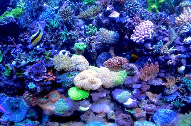 Survival of the Fittest of Aquarium Corals | Reef Builders | The Reef ...