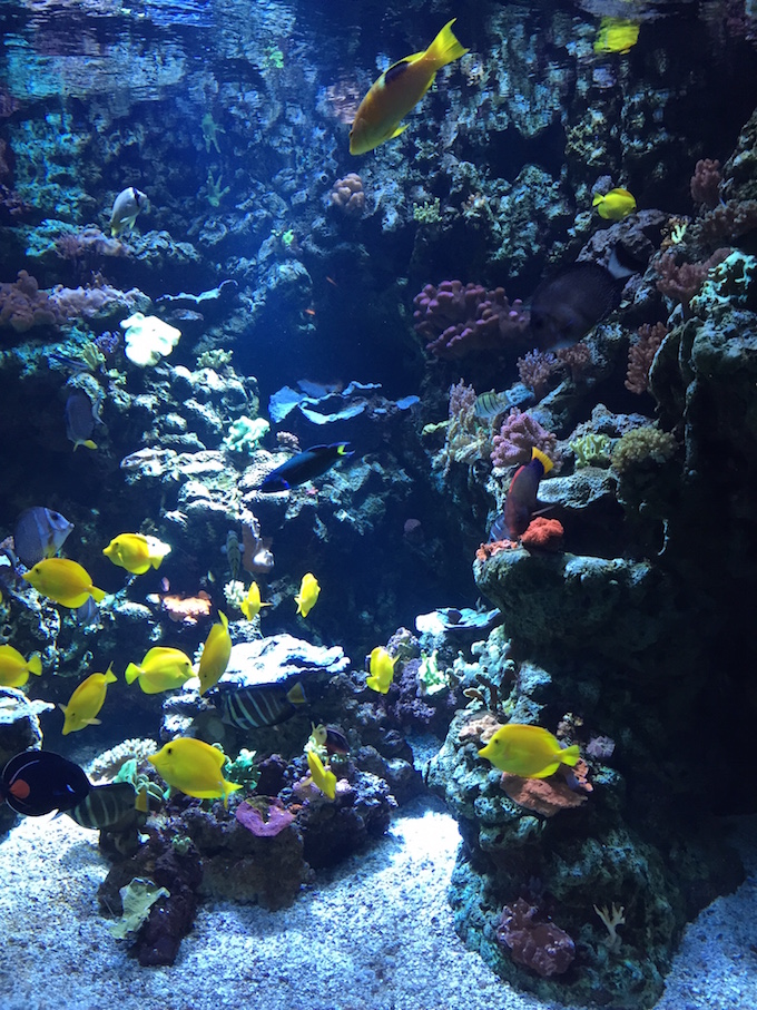 Survival of the Fittest of Aquarium Corals | Reef Builders | The Reef ...