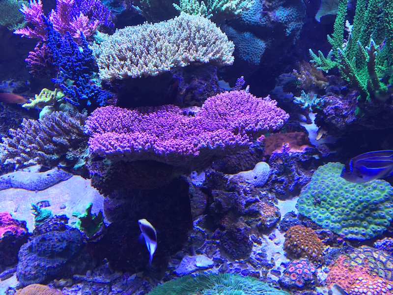 Reef Tank Aesthetics: A forgotten Aspect of the Viewing Experience ...