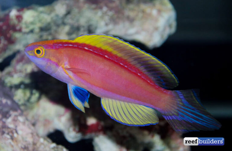 Awesome Fish Spotlight: Cirrhilabrus roseafascia from the Coral Sea ...