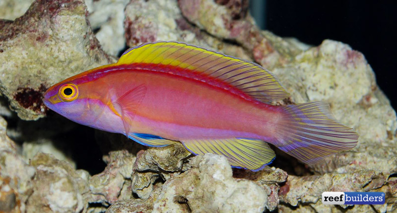 Awesome Fish Spotlight: Cirrhilabrus roseafascia from the Coral Sea ...