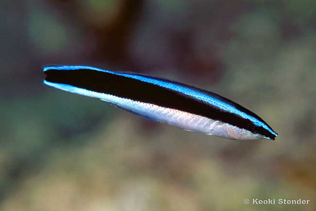 Cleaner wrasses are vitally important to the health of reef fish