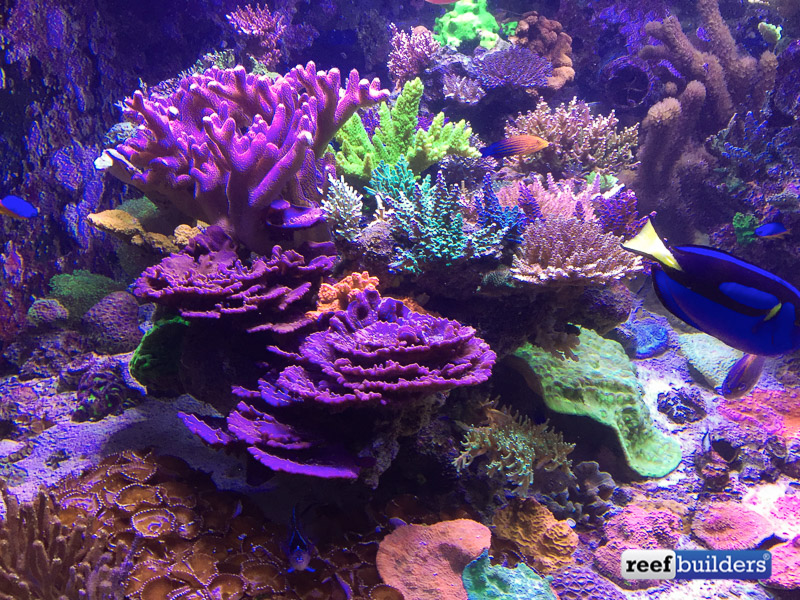 Breaking Up is Hard to do | Reef Builders | The Reef and Saltwater ...