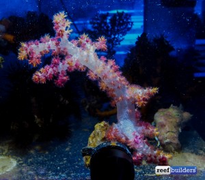 Preliminary Success With Dendronephthya Carnation Corals | Reef ...