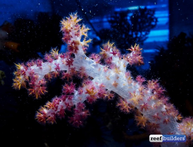 Preliminary Success With Dendronephthya Carnation Corals | Reef ...