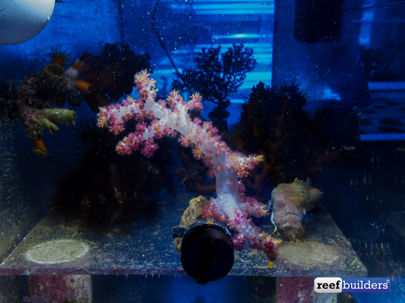 Preliminary Success With Dendronephthya Carnation Corals | Reef ...