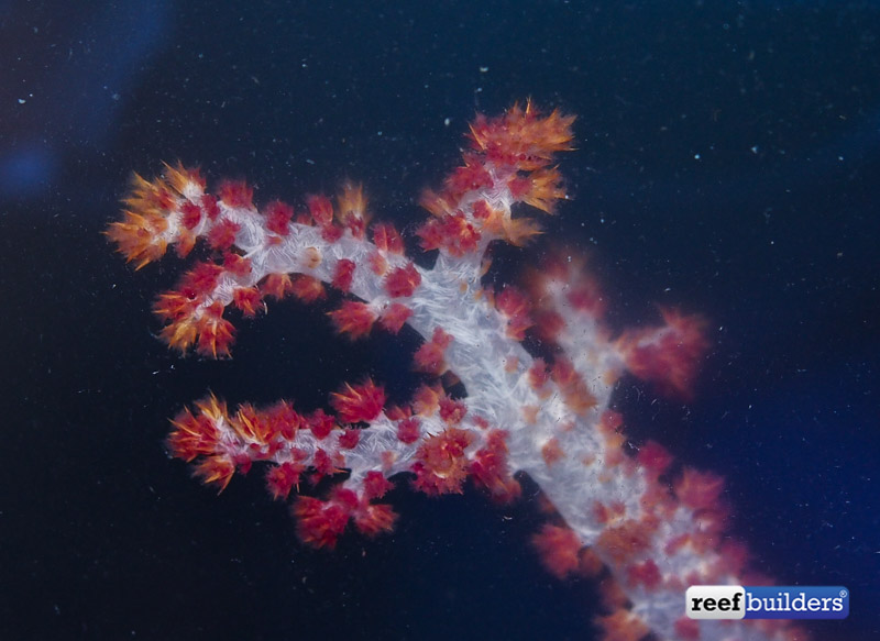 dendronephthya-carnation-coral-5.jpg