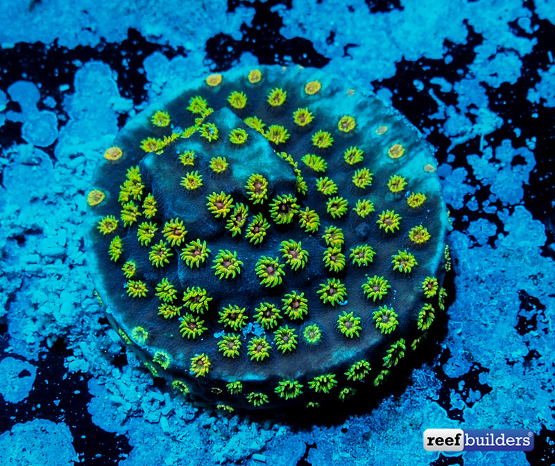 Cyphastrea is the perfect aquarium coral | Reef Builders | The Reef and Saltwater Aquarium Blog