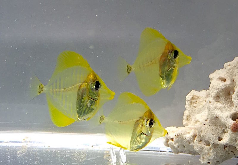 yellow tang captive-bred