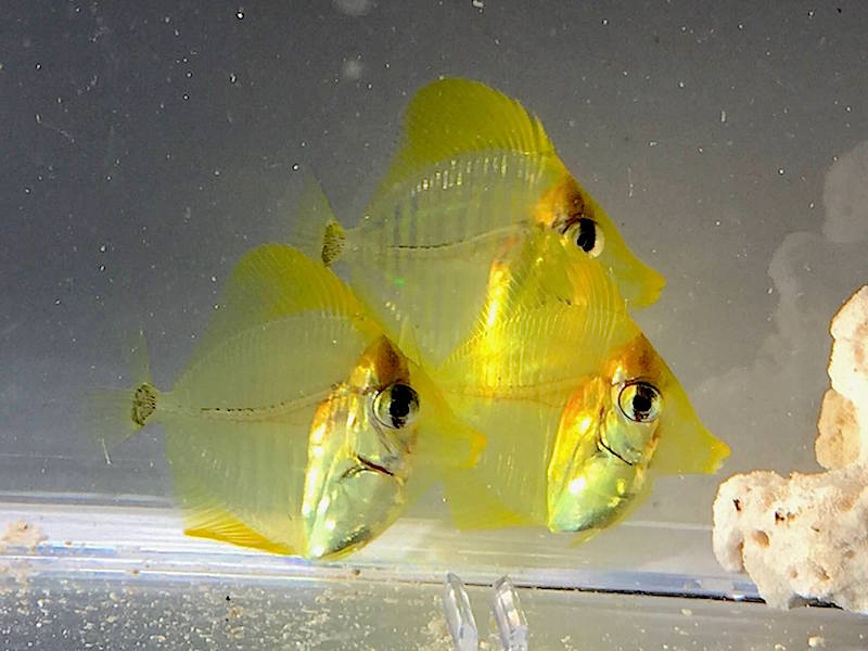 yellow tang captive bred