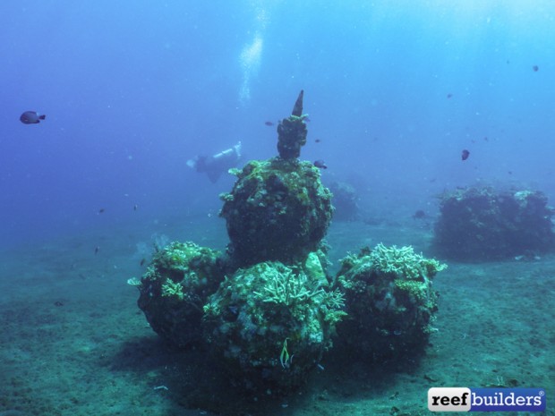 Reef Builders Indonesia Travelogue: Tulamben, Bali | Reef Builders ...