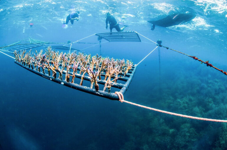 Batavia coral farm is officially open for business in Western Australia