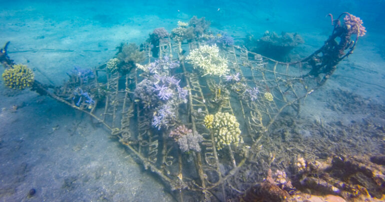 Reef Builders Indonesia Travelogue - Menjangan Island and Permuteran ...