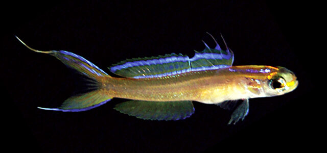 Navigobius vittatus