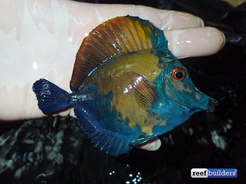 Hotspot of aberrant scopas tangs discovered south west of Java | Reef ...