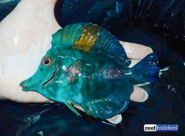 Hotspot Of Aberrant Scopas Tangs Discovered South West Of Java 