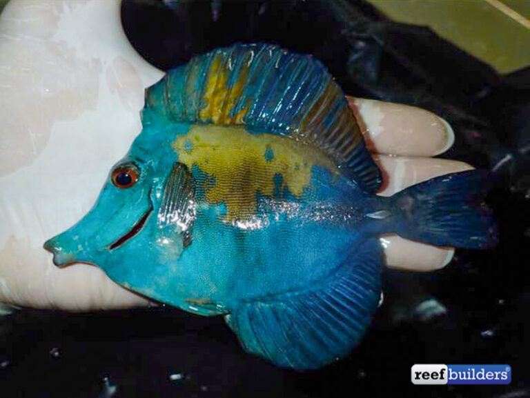 Hotspot of aberrant scopas tangs discovered south west of Java | Reef ...