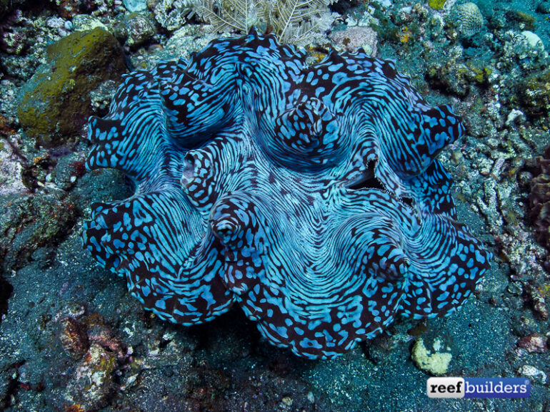 Video Stunning Adult Blue Squamosa Clam In Tulamben Bali Reef Builders The Reef And 