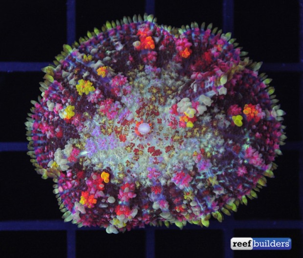 Bounce mushrooms are being found in a rainbow of colors Reef Builders