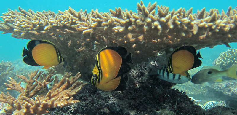 What Do Butterfly Fish Eat 