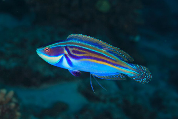 4.0 Cirrhilabrus laboutei & the Origins of Fairy Wrasse Diversity ...