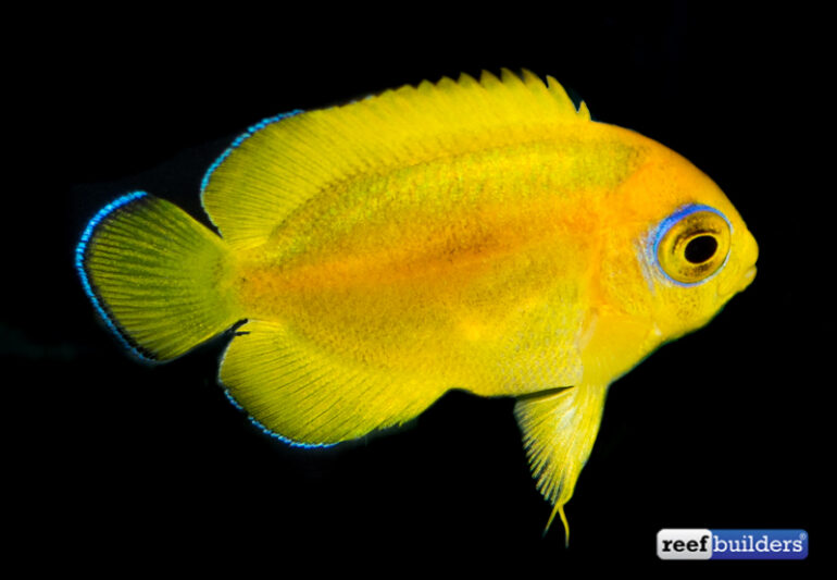 An artful look at Bali Aquarich’s captive bred angelfish triumphs ...