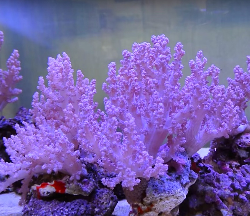 PInk Nephthea from Japan is one of the holy grails of soft corals for aquariums