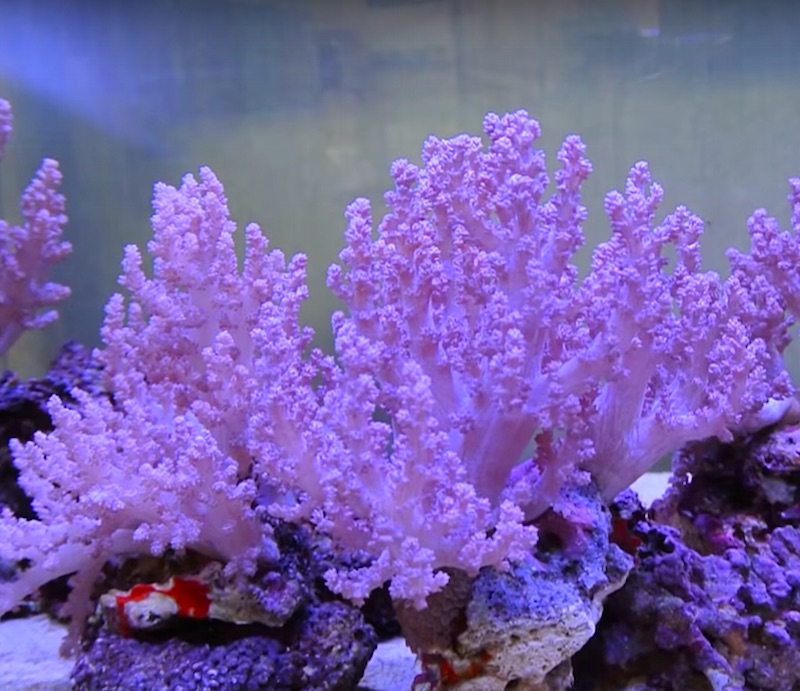 Beginner Soft Coral