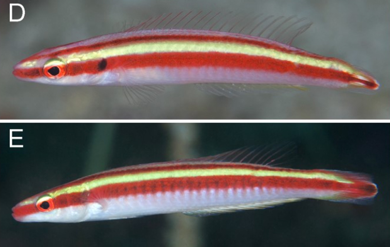 Terelabrus dewapyle is the newest species of candy cane hogfish Reef