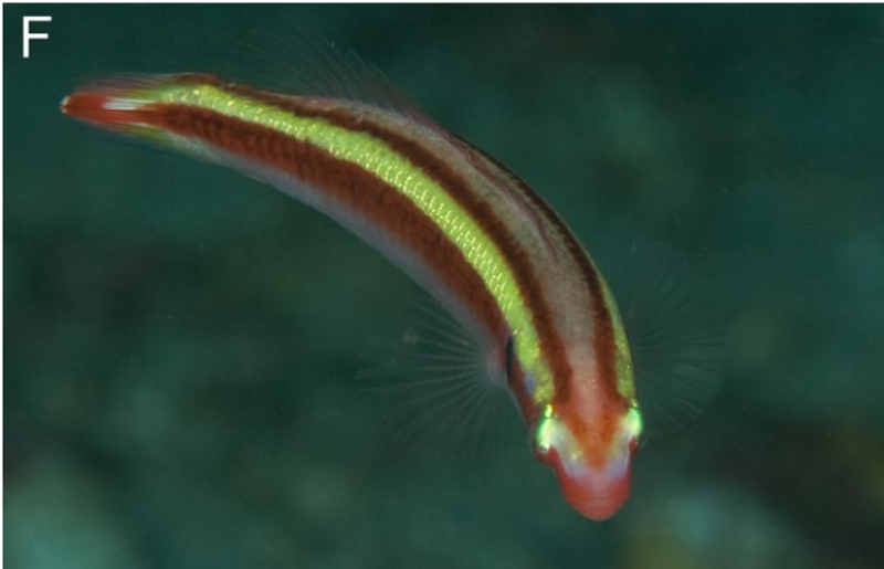 Terelabrus dewapyle is the newest species of candy cane hogfish Reef
