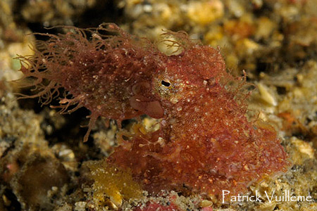 The tiny Hairy Octopus is an irresistible puffball of cuteness | Reef ...