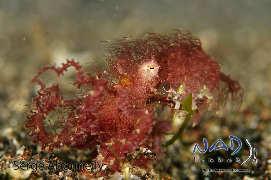 The tiny Hairy Octopus is an irresistible puffball of cuteness | Reef