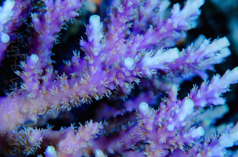 Acropora horrida wows us with a green tip version | Reef Builders | The ...