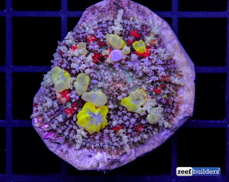 Bounce Mushroom Anemones Are Killin It Right Now Reef Builders 