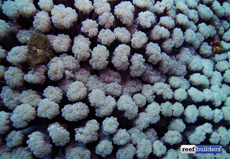 Branching bubble coral Reef Builders The Reef and Saltwater