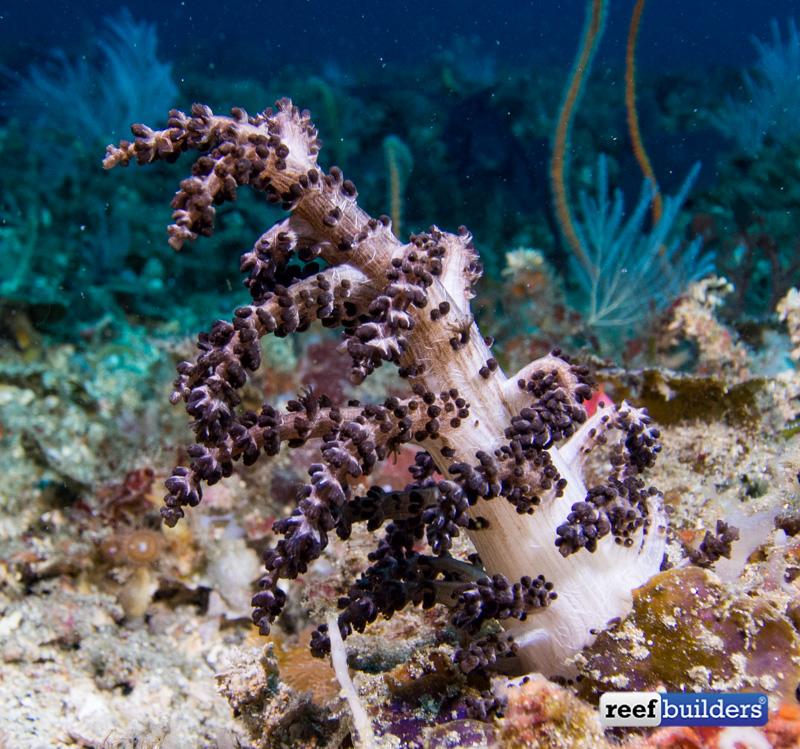 O Christmas Tree Coral, how lovely are thy branches | Reef Builders | The Reef and Saltwater ...