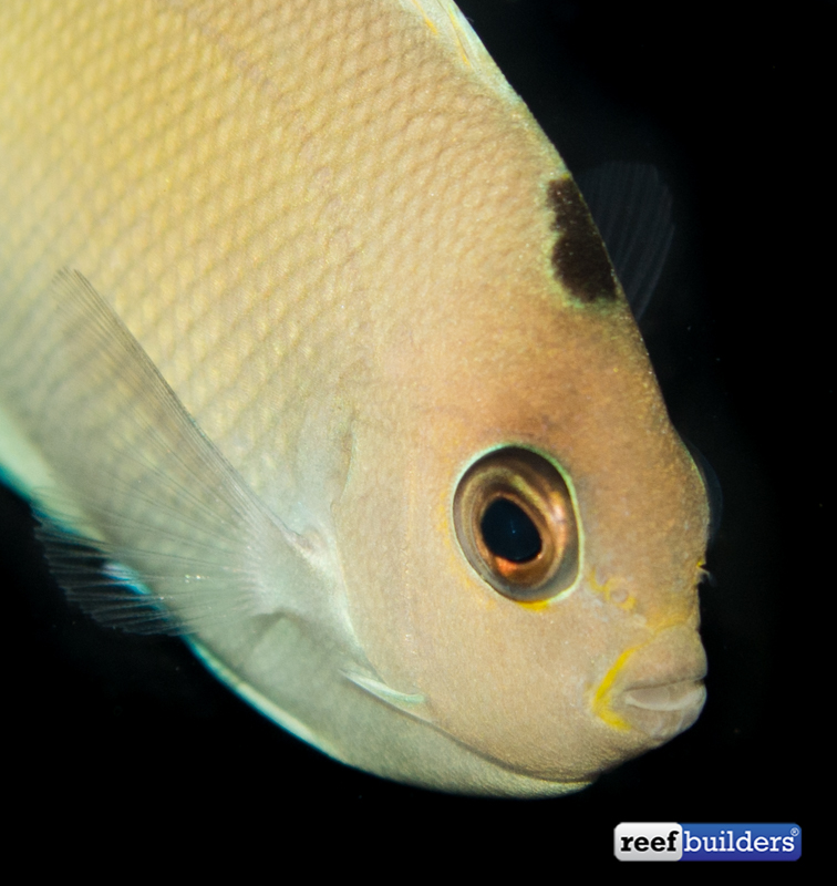 Zenarchopterus caudovittatus