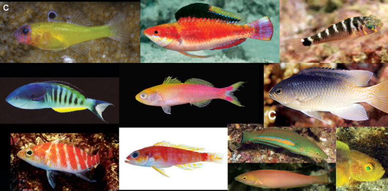 Top 15 new reef fish species of 2015 | Reef Builders | The Reef and ...