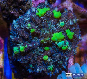 Bounce Shrooms all start out as really nice Rhodactis | Reef Builders ...