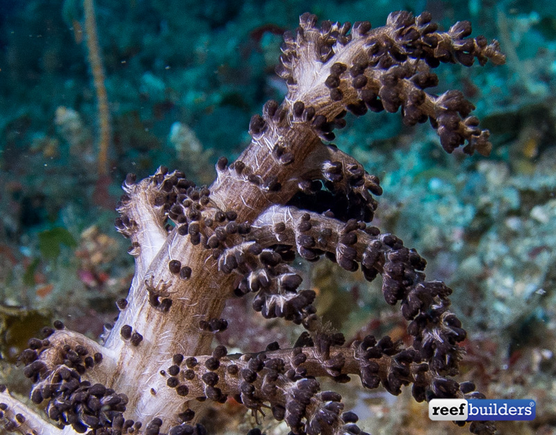 studeriotes-sphincter-coral-1.jpg